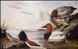 Ducks Paintings - Canvasback Duck by John James Audubon
